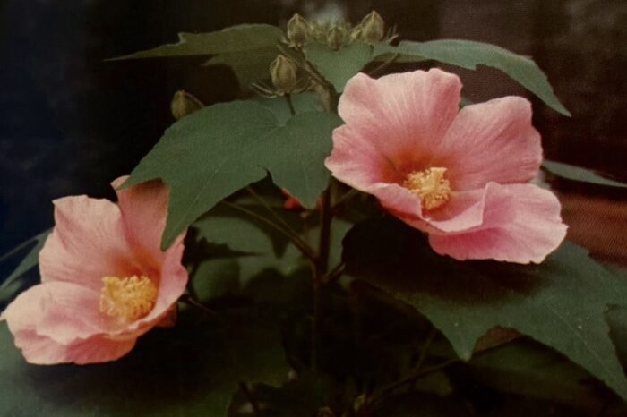 美しいピンクの大輪の花を咲かせる芙蓉（ふよう）