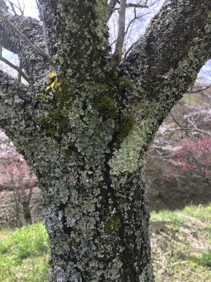 ハナモモ(花桃)バラ目バラ科モモ属に着生しているウメノキゴケ(Lichen Parmotrema tinctorum)