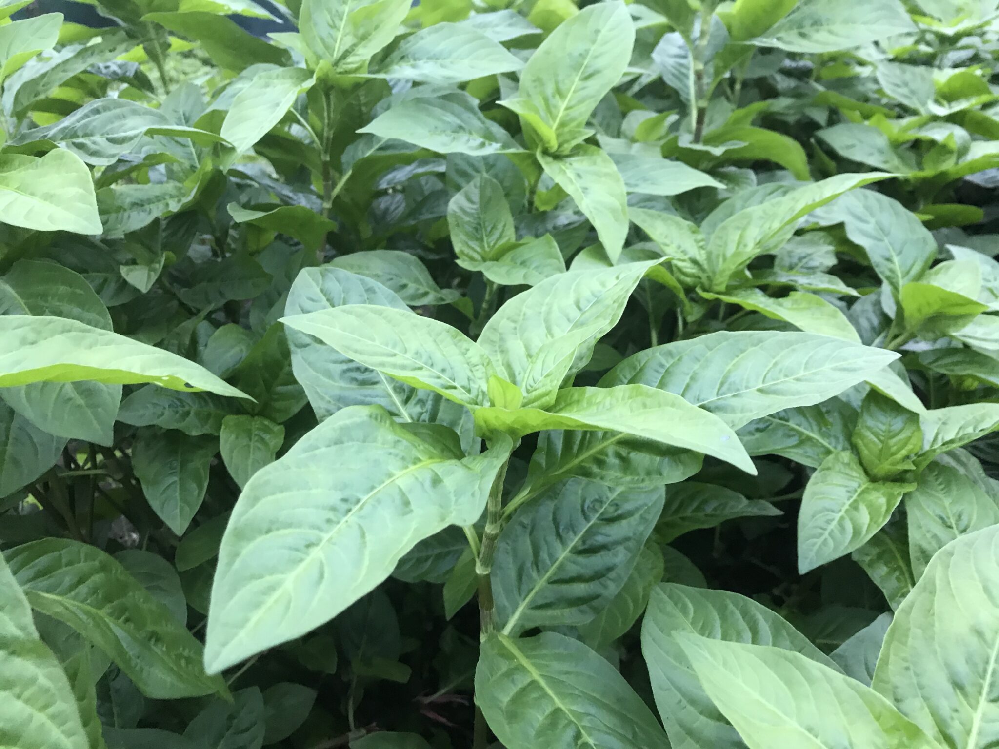 藍染の原料となる植物の種類。代表的な藍植物(indigo plant)について | iroai.jp