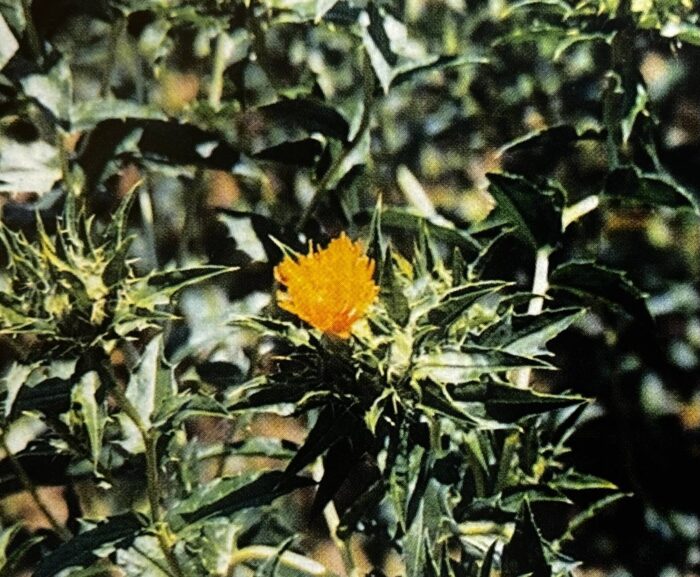 紅花（べにばな）