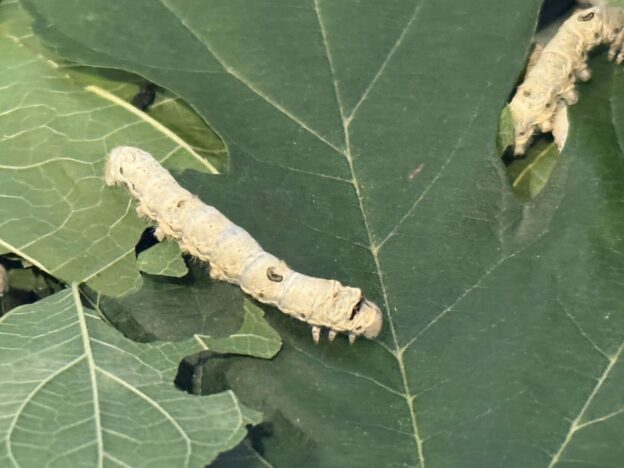 桑の葉を食べる蚕（かいこ）