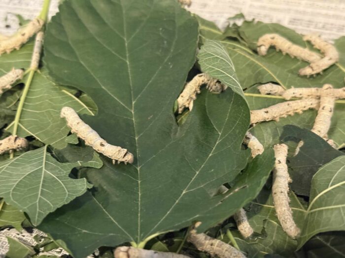 桑の葉を食べる蚕（かいこ）