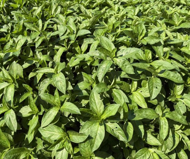 生葉染めでも染色ができる蓼藍（タデアイ）の葉