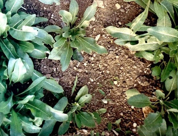 ヨーロッパで栽培された藍の品種であるウォード（woad）