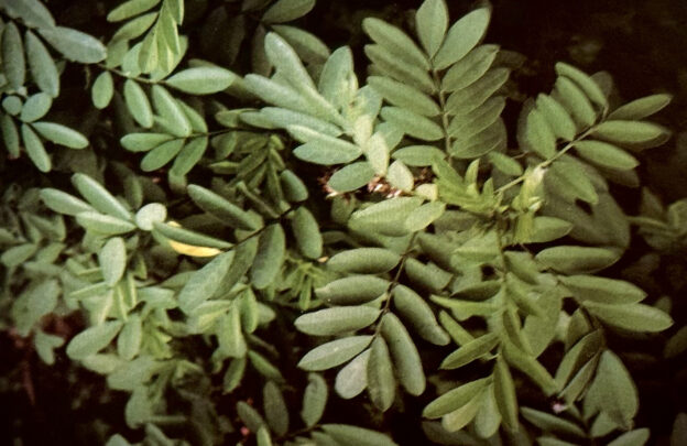 マメ科のインド藍