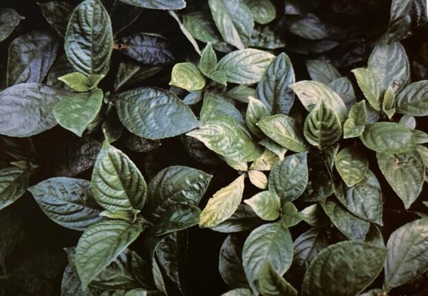 キツネノマゴ科の琉球藍（りゅきゅうあい）