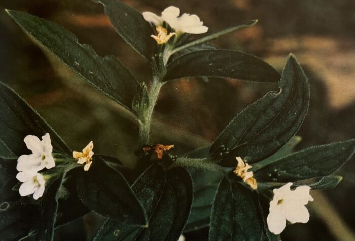 白く咲いている紫草（ムラサキ）の花